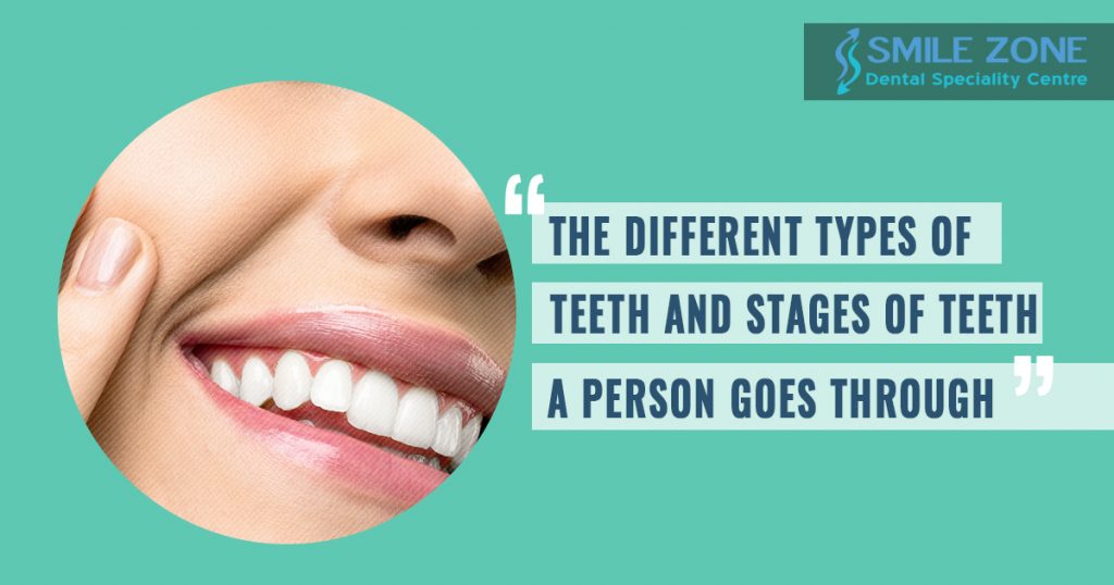 What are the different types of teeth and stages of teeth that a person goes through